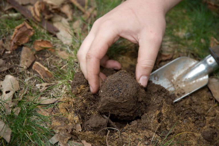 Truffle farming Manjimup