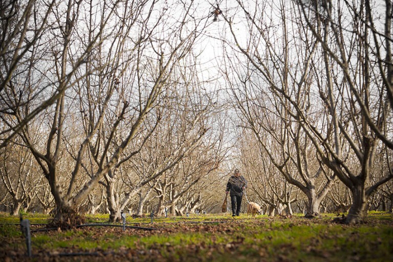 Environment Do Truffles Thrive In